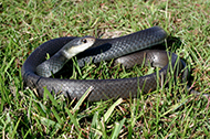 Black Racer