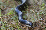 Black Rat Snake