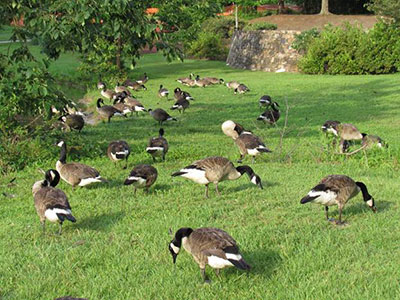 flock of geese