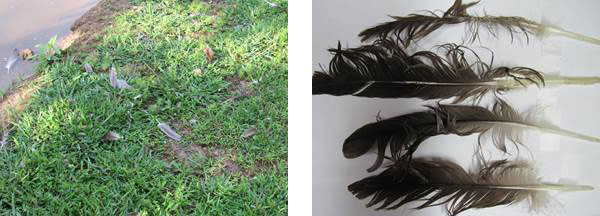 feathers on the ground