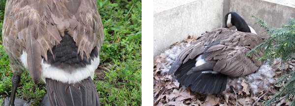 goose with tattered feathers