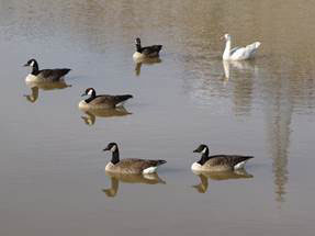 geese on the pond