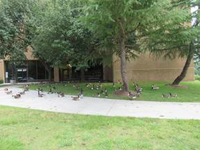 geese on the lawn