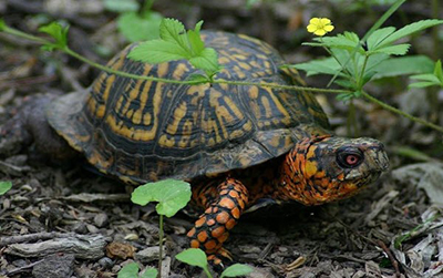 Eastern Boxed Turtle close-up