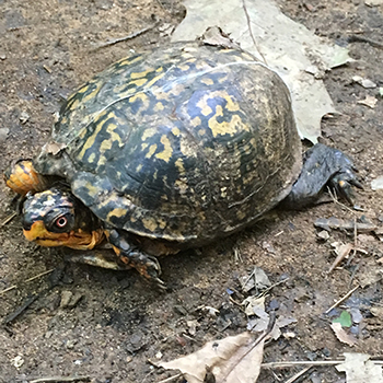 Eastern Boxed turtle on trail