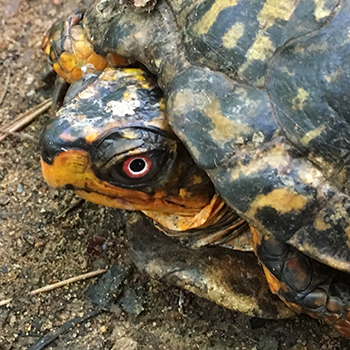 Eastern Boxed Turtle close-up