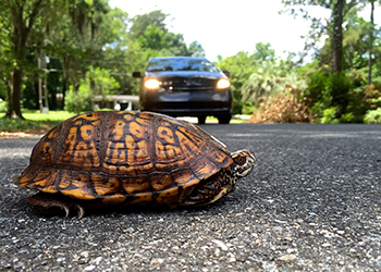 Box turtle in the road with a car in the background