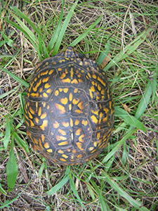 Pattern on turtle shell