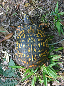 Pattern on turtle shell