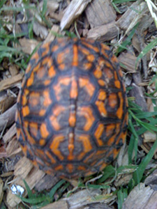 Pattern on turtle shell