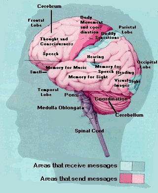 parts of the brain for kids