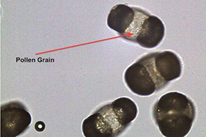 pollen grains