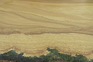 discovery lake covered in pollen