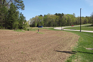 Field of newly planted flowers