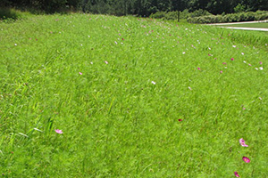 Meadow of flowers starting to bloom