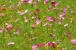 Field of flowers