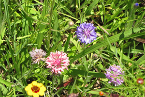 Corn flowers