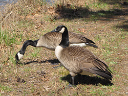 Canadian Geese on NIEHS lawn