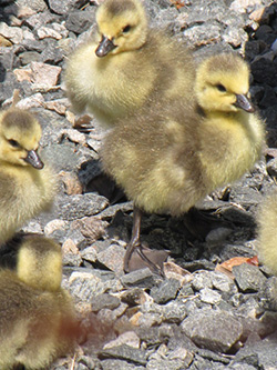 Canada Goose Ducklings