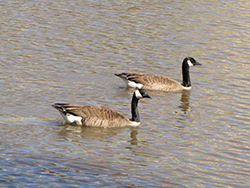 Canada Geese in lake