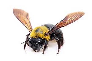 Carpenter Bee 1