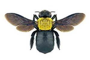 Carpenter Bee 2