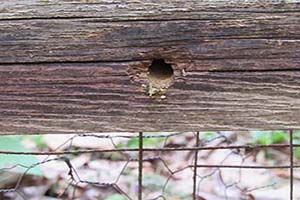 carpenter bee hole