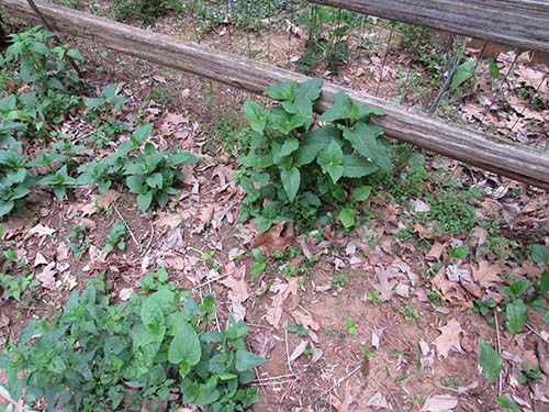 Cedar Fence Rail