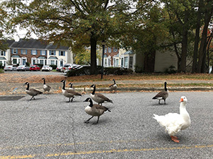 Geese in Chapel Hill