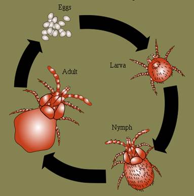 chigger larva