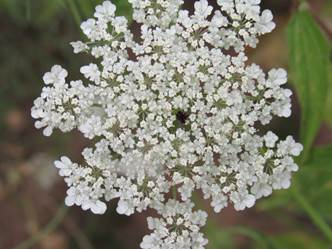 queen anne's lace