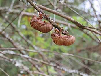 Cicadas