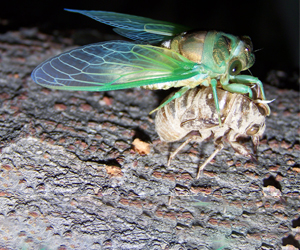 cicada bug coming out of shell
