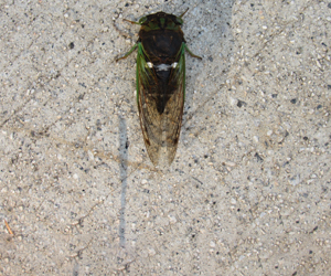 cicada with wings
