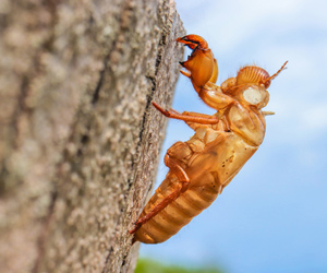 Cicada exoskeleton left behind during the molting process