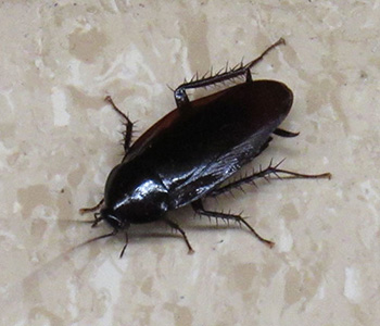 Cockroach