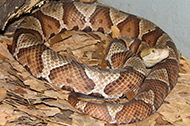 Copperhead