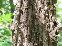 Mature Sweetgum