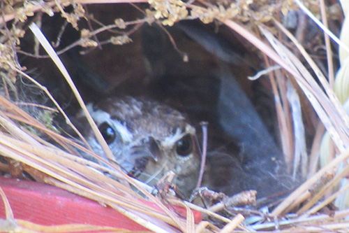 A Carolina Wren sites on her eggs