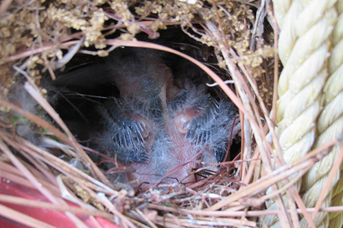 Baby chick in nest