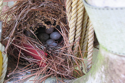 Cowbird eggs laying in a nest