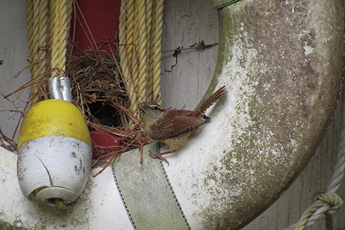 Cowbirds feed their young