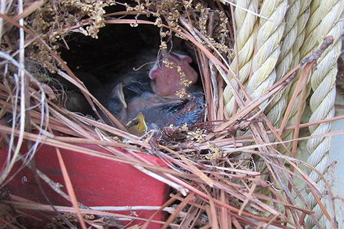 baby chicks hatch in nest