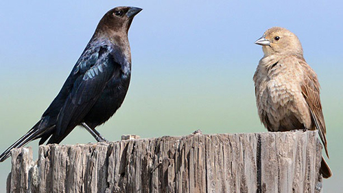 Brown-headed Cowbird couple