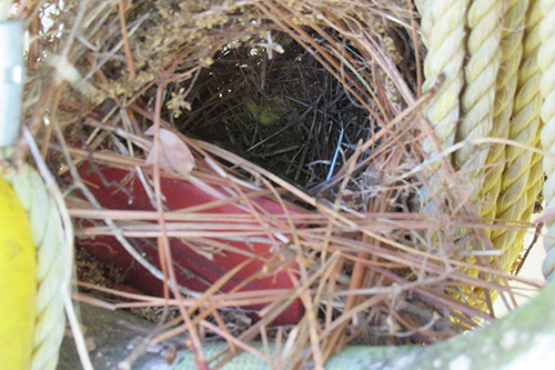 Cowbird nest on a lifesaver