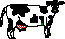 milk cow