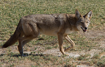 Western coyote walking through a field