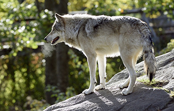 Eastern Wolf perched on a rock