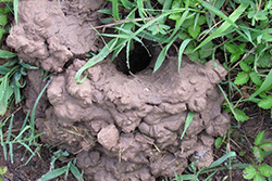 Crawdad mud hole