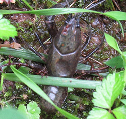 Male crawdad after the rain